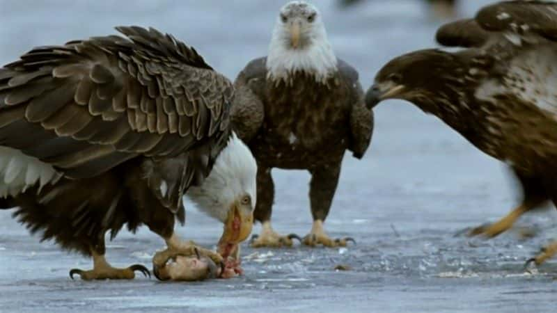 ¼ƬȺӣһֻĹ (BBC) Mississippi: Tales of the Last River Rat (BBC)1080P-Ļ/Ļ