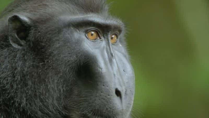 ¼ƬʶӣBBC Meet the Monkeys (BBC)1080Pȫ1-Ļ/Ļ