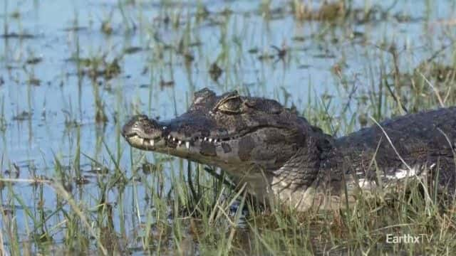 ¼Ƭ԰Ұ͢ Ibera Park: Rewilding Argentina1080Pȫ1-Ļ/Ļ