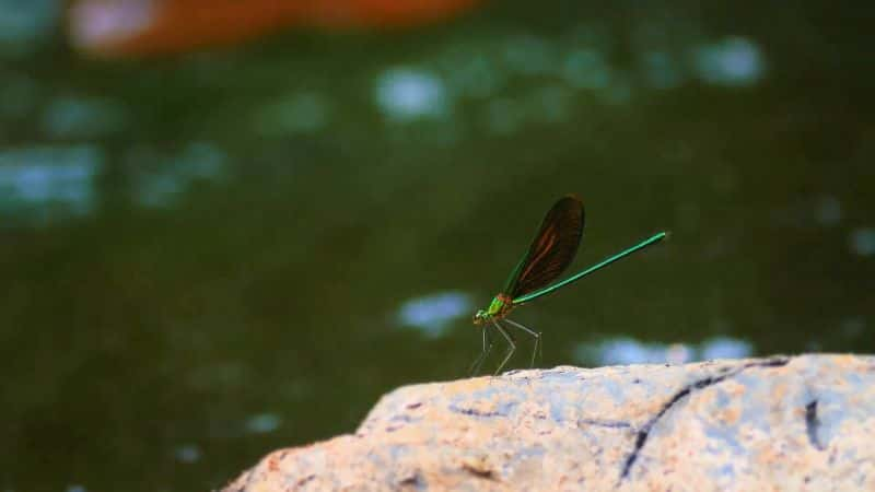 ¼Ƭع֮ϵ 1  05 ֣̩Ȼʮ· Mysteries of the Mekong Series 1 Part 05: Thailand: Nature's Crossroads1080P-Ļ/Ļ