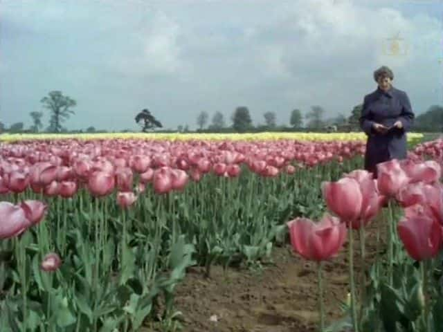 ¼ƬС Look at Life: Tulip Townȫ1-Ļ/Ļ