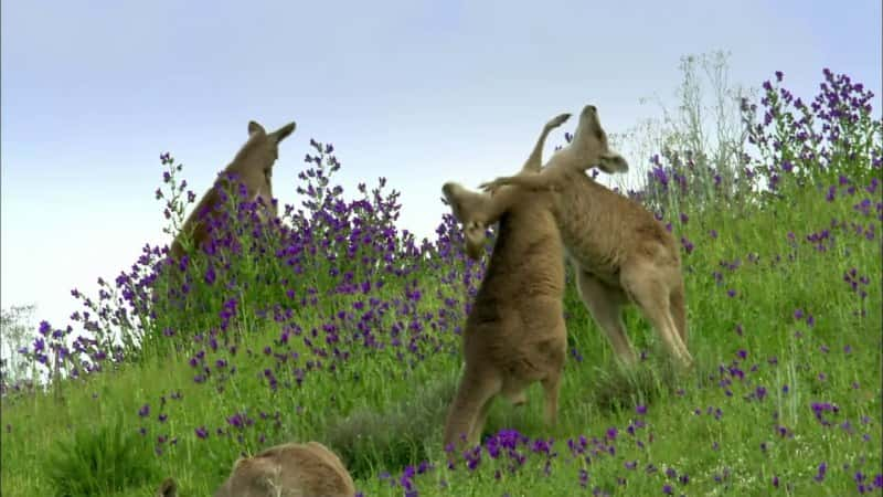 ¼Ƭ Kangaroo MobĻ/Ļ