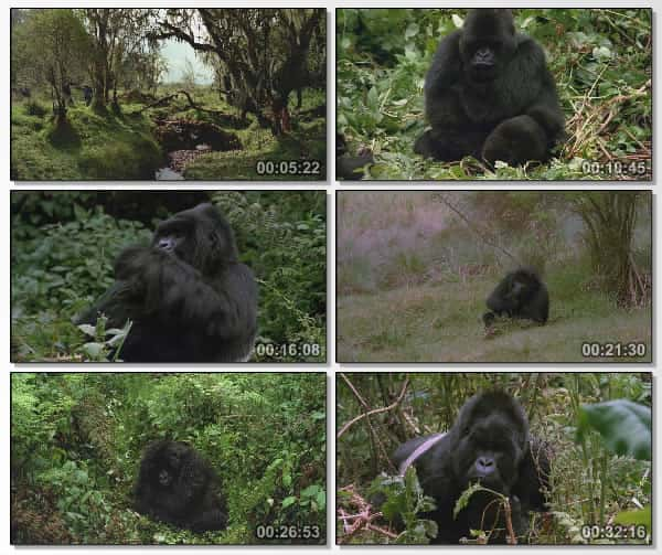 纪录片《山地大猩猩 (IMAX) Mountain Gorilla (IMAX)》[无字][BT][1080P]资源下载