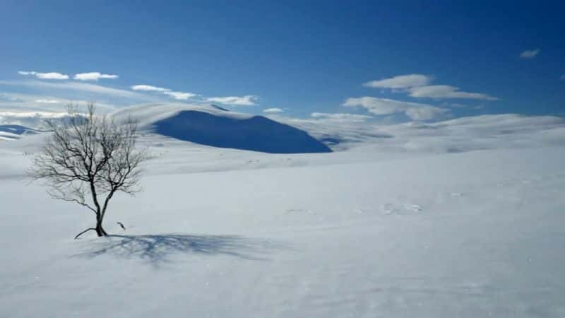 ¼Ƭ󣺱С Lemming: The Little Giant of the North1080P-Ļ/Ļ