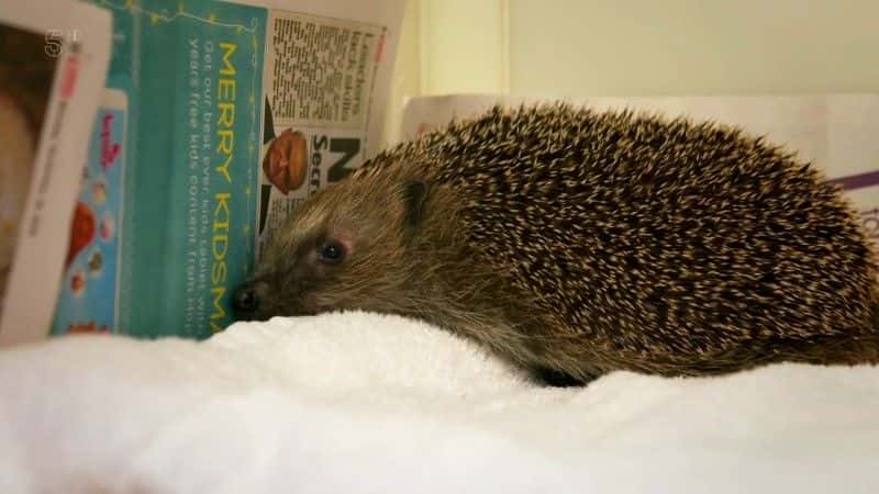 ¼Ƭʶ Meet the Hedgehogsȫ1-Ļ/Ļ