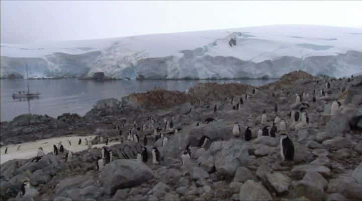 ¼Ƭ֮ Leopard Seal: Lords of the Iceȫ1-Ļ/Ļ