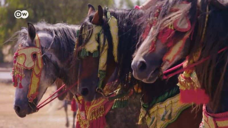 纪录片《摩洛哥女战士 Morocco's Warrior Women》[无字][BT][720P]资源下载