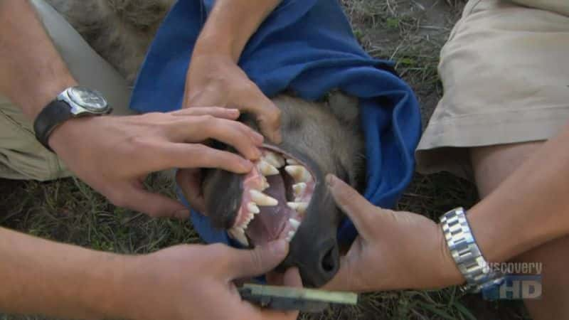 ¼Ƭǣ๷֮ Kenya: Hyena, Queen of the BeastsĻ/Ļ