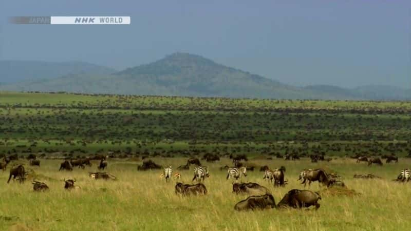 ¼Ƭɵèƶ Life on the Savannah: Big CatsĻ/Ļ