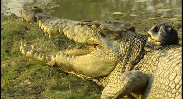 ¼Ƭ Invasion of the CrocodilesĻ/Ļ