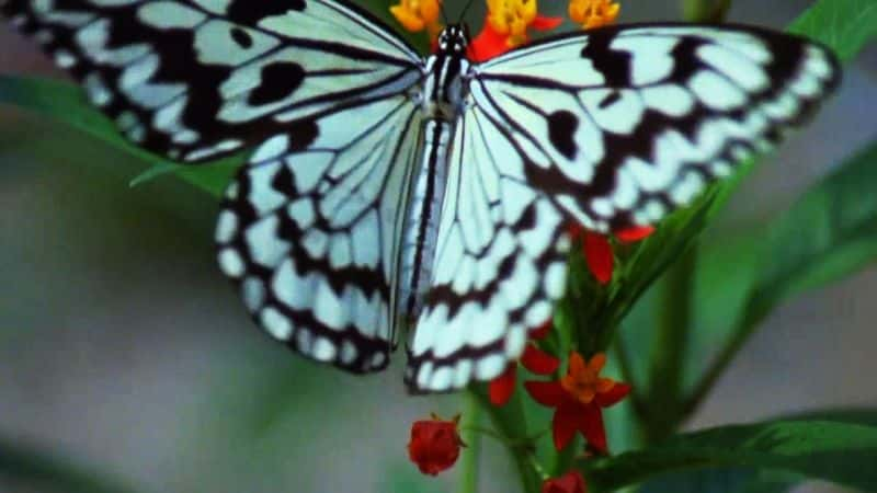 ¼Ƭμ: Metamorphoisis:The.Beauty.and.Design.Of.ButterfliesĻ/Ļ