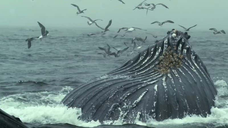 ¼Ƭͷһ̽ Humpback Whales: A Detective Storyȫ1-Ļ/Ļ