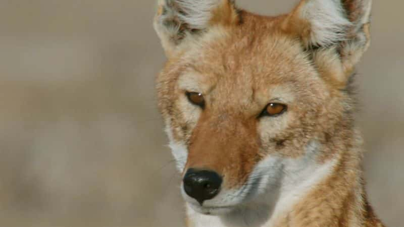 ¼Ƭ÷ܵٷʧ Megeti Africas Lost Wolf1080P-Ļ/Ļ