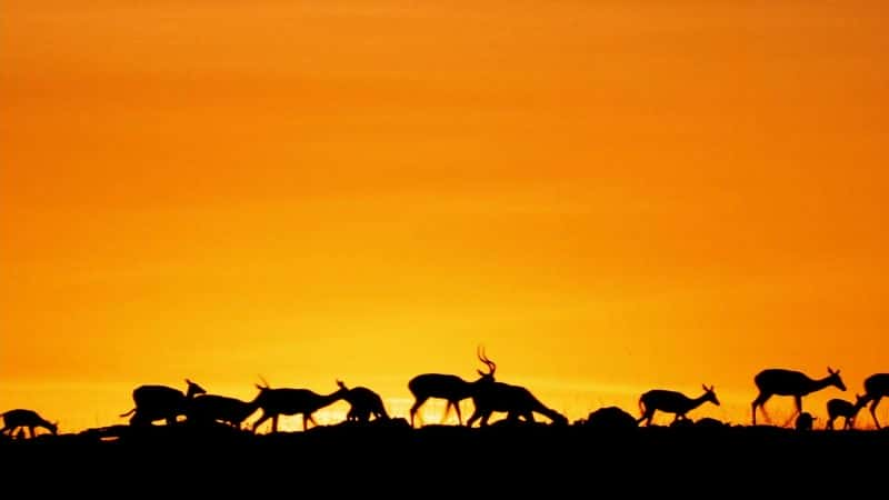 ¼ƬǨ㣺ǨеţȺ Migrations: Herds on the Move1080P-Ļ/Ļ