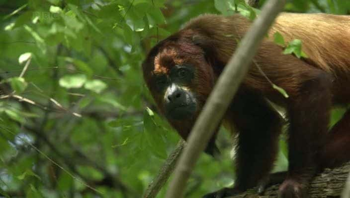 ¼Ƭŵƺʳӥ The Monkey-Eating Eagle of the Orinoco720Pȫ1-Ļ/Ļ