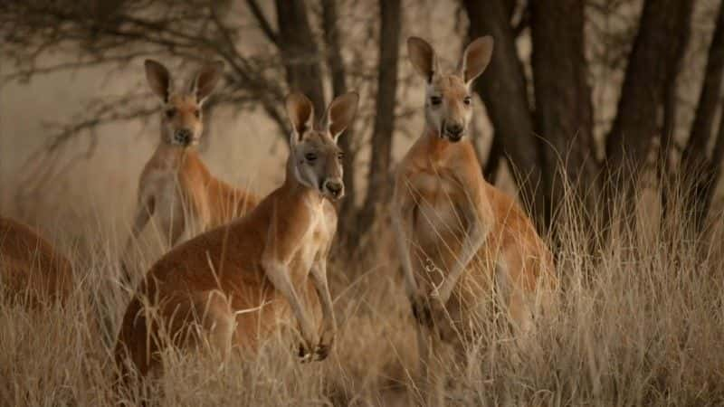 ¼Ƭ˵Ϻ (BBC) Kangaroo Dundee and Other Animals (BBC)1080Pȫ1-Ļ/Ļ