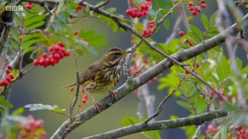 ¼Ƭʿ԰ϵ 3 Iolo's Great Welsh Parks Series 3ȫ4-Ļ/Ļ