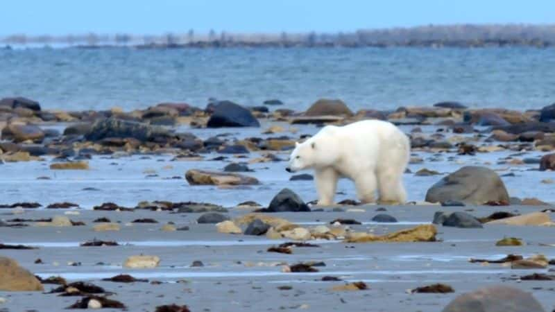 纪录片《北极熊镇的生活 Life in Polar Bear Town》[无字][BT][1080P]资源下载