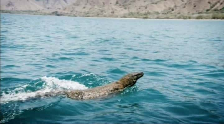 ¼ƬĪ -  Komodo - Secrets of the Dragonȫ1-Ļ/Ļ