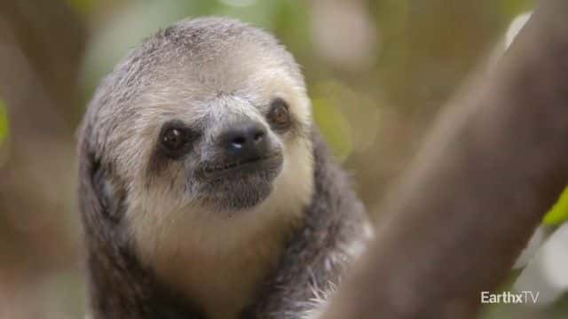 ¼ƬĪݿ˺ Monique and the Sloths1080Pȫ1-Ļ/Ļ