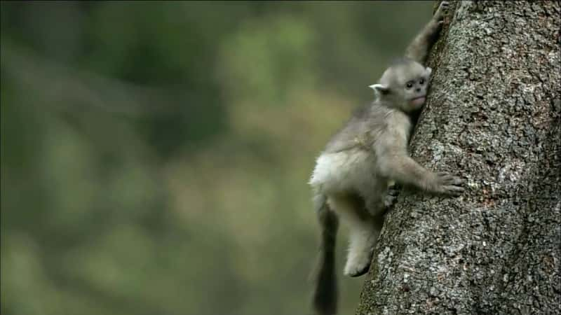 ¼Ƭغ Mystery Monkeys of Shangri-LaĻ/Ļ