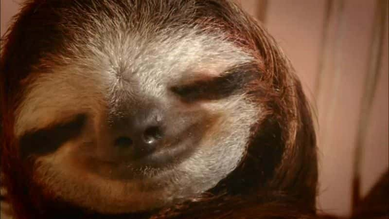 ¼Ƭʶ Meet the SlothsĻ/Ļ