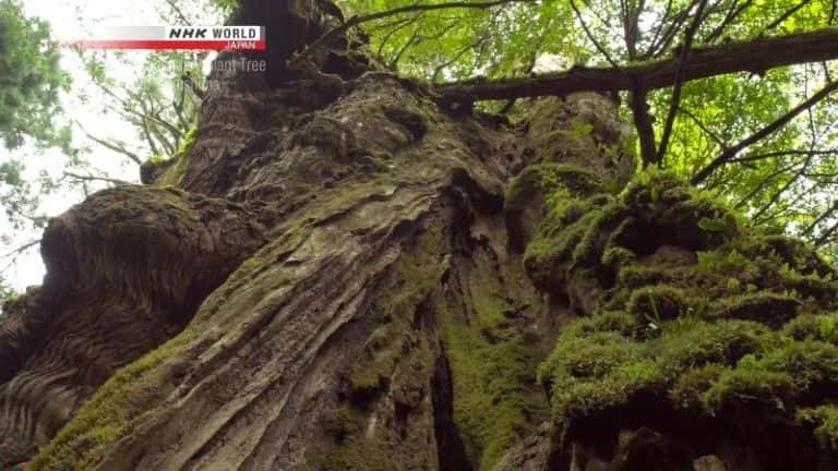 ¼Ƭݾõ˵еľ Legendary Giant Tree of Yakushimaȫ1-Ļ/Ļ