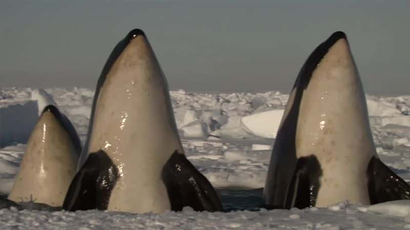 ¼Ƭˮ֮ Killer Whales: Beneath the Surface1080Pȫ3-Ļ/Ļ