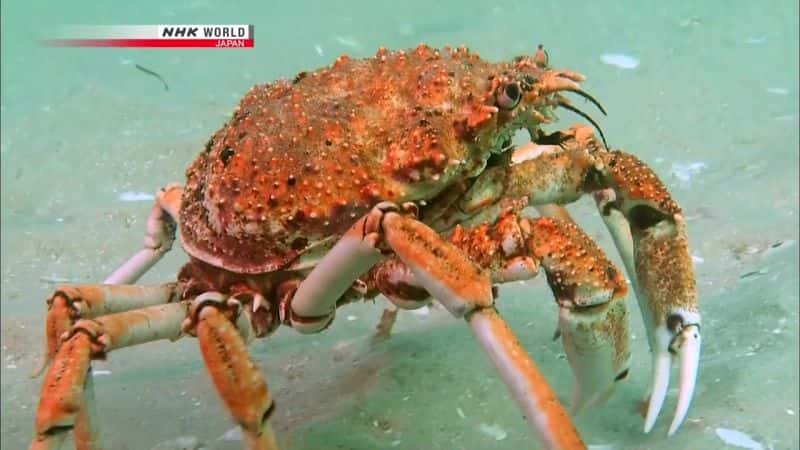 纪录片《群众游行：大蜘蛛蟹 March of the Masses: Great Spider Crabs》[无字][BT][1080P]资源下载