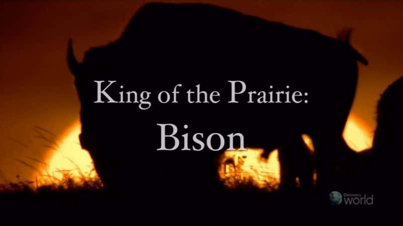 ¼Ƭԭ֮Ұţ King of the Prairie: BisonĻ/Ļ