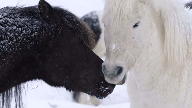 纪录片《冰岛：冰与火之国 (BBC 1080p) Iceland: Land of Ice and Fire (BBC 1080p)》[无字][BT][DVD]资源下载