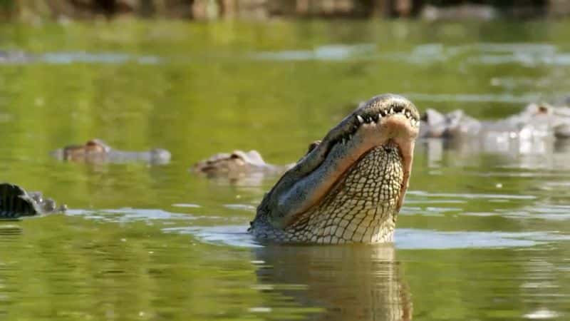 ¼Ƭ⿪Ȼֵŵ 20 ֣㱣 Nature's Strangest Mysteries Solved Part 20: Alligator BodyguardsĻ/Ļ