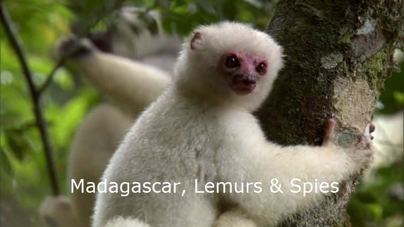 ¼Ƭ˹ӡͼ (BBC 1080p) Madagascar, Lemurs and Spies (BBC 1080p)1080Pȫ1-Ļ/Ļ