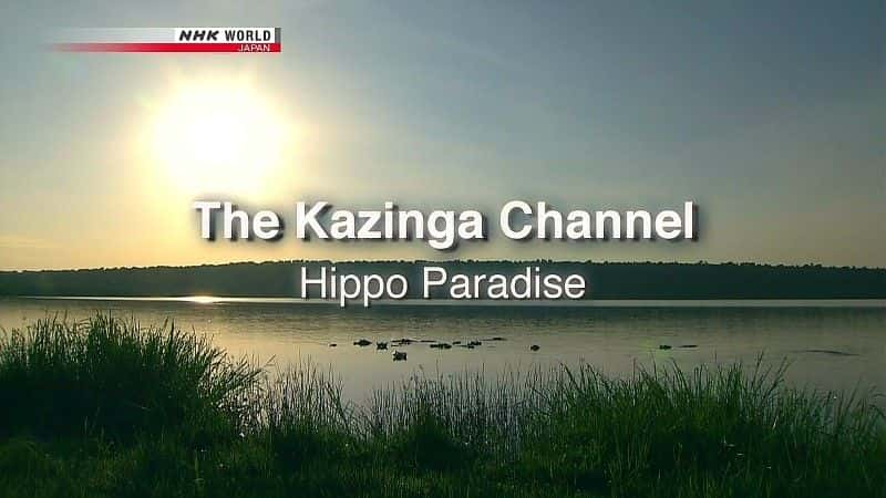 ¼ƬƵ The Kazinga Channel: Hippo Paradiseȫ1-Ļ/Ļ