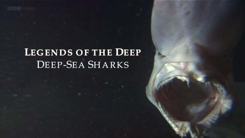 ¼Ƭ˵ Legends of the Deep: Deep Sea Sharksȫ1-Ļ/Ļ