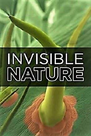 ¼ƬȻϵ 1 Invisible Nature: Series 11080P-Ļ/Ļ