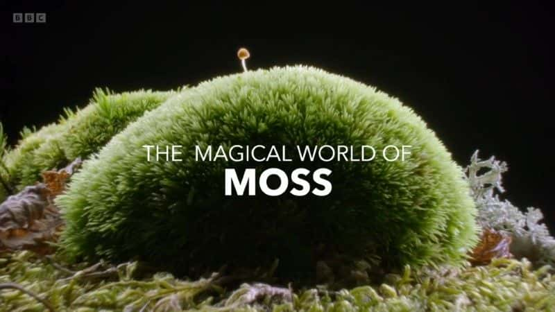 纪录片《苔藓的神奇世界 The Magical World of Moss》[无字] [BT][DVD画质]资源下载