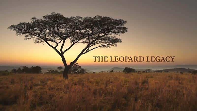 ¼ƬŲ The Leopard Legacy1080Pȫ1-Ļ/Ļ