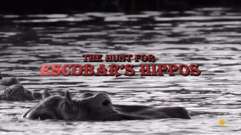 纪录片《追捕埃斯科瓦尔的河马 The Hunt for Escobar's Hippos》[无字][BT][1080P]资源下载