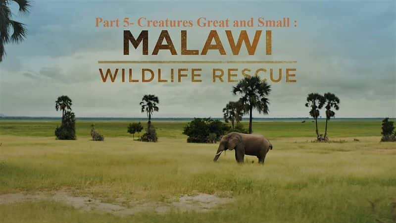 纪录片《马拉维野生动物救援：系列 1 第 5 部分：大大小小的生物 Malawi Wildlife Rescue: Series 1 Part 5: Creatures Great and Small》[无字][BT][720P]资源下载