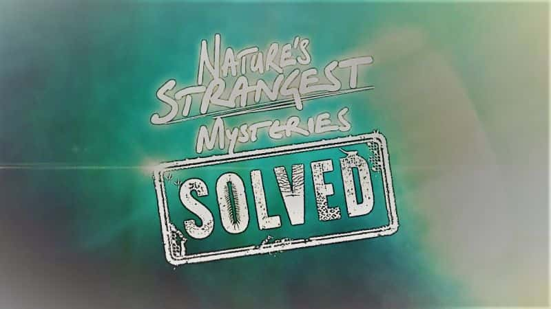 纪录片《解开大自然最奇怪的谜团系列 1 第 24 部分：热猎豹 Natures Strangest Mysteries Solved Series 1 Part 24: Hot Cheetah》[无字][BT][1080P]资源下载