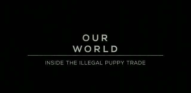 ¼ƬǷСó׵Ļ Inside the Illegal Puppy Trade1080P-Ļ/Ļ