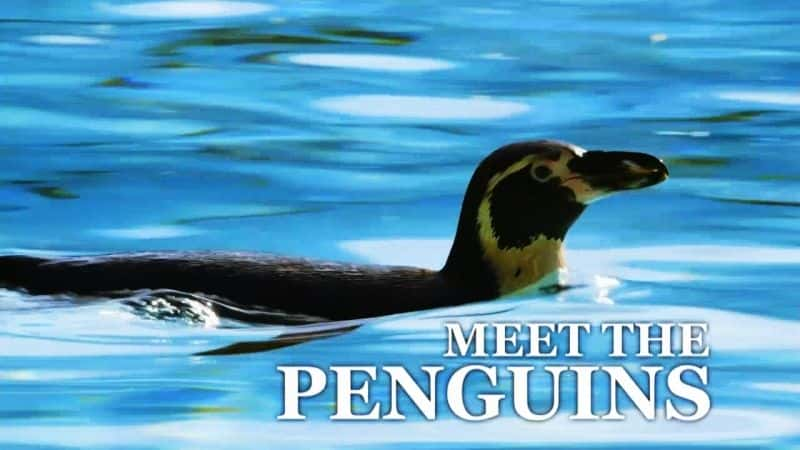 ¼Ƭʶ Meet the PenguinsĻ/Ļ