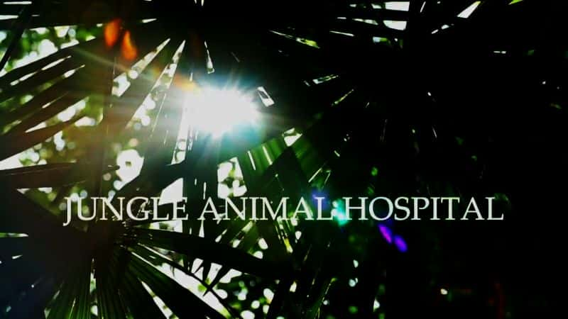 ¼ƬֶҽԺ Jungle Animal HospitalĻ/Ļ