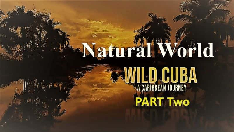 ¼ƬȻ磺ҰŰͼձ֮õ 2  Natural World: Wild Cuba a Caribbean Journey Part 21080P-Ļ/Ļ