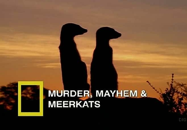 ¼ƬıɱҺè Murder, Mayhem and MeerkatsĻ/Ļ