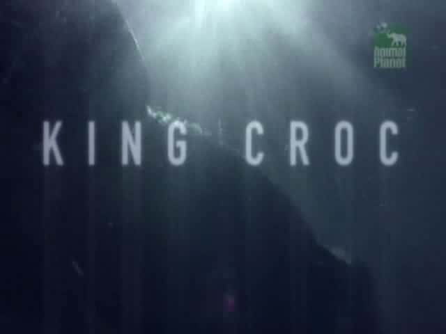 纪录片《鳄鱼王 King Croc》[无字] [BT][DVD画质]资源下载