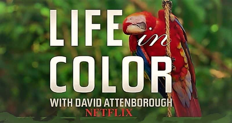 纪录片《艾登堡色彩人生系列 1 Life in Colour with Attenborough Series 1》[无字][BT][1080P]资源下载