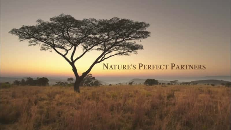 纪录片《大自然的完美合作伙伴 Natures Perfect Partners》[无字][BT][720P]资源下载