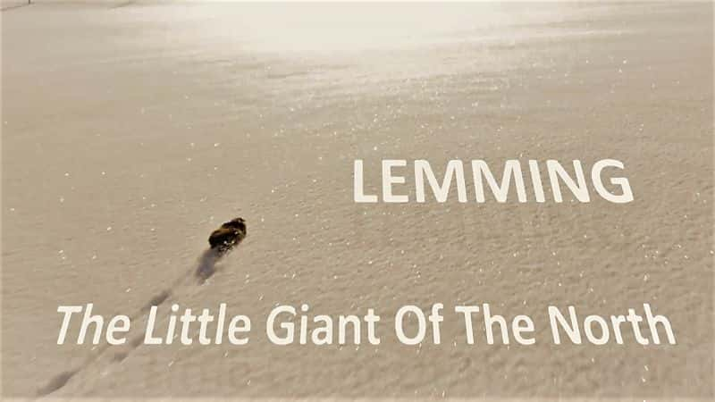 纪录片《旅鼠：北方的小巨人 Lemming: The Little Giant of the North》[无字][BT][1080P][资源下载]